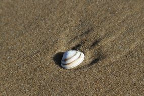 Shell on the sand on the beach in summer