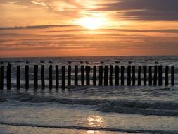 Seagulls on the beach in Cadzand