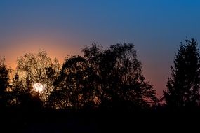 silhouettes of dark trees at dusk
