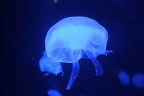 Jellyfish Aquarium