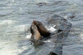 Sea ​​Lions Pacific Ocean