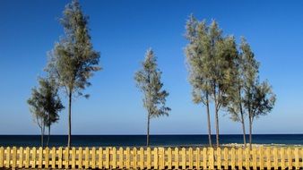 trees on the beach in Ayia Triada