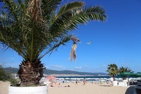 big palm trees on the sunny coast