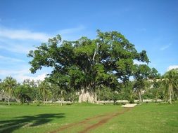 huge green tree on a tropical beach on a sunny day