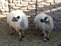 Iran Sheep