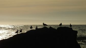 Picture of the birds on a rock on a beach