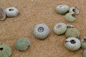 round seashells on the beach