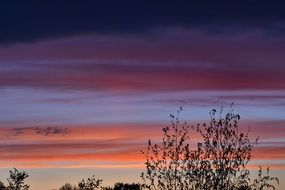 trees under a pink sky during sunset