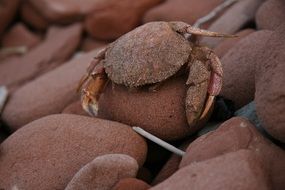 Crab on a rocks
