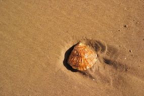 seashell in the sand