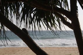 Picture of the palm on a sand Beach, sri lanka