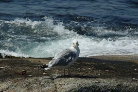 Seagull on stone and sea waves