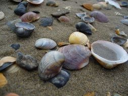 empty colorful sea Shells on Sand Beach