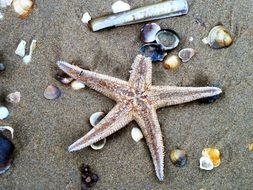 mesmerizing Starfish