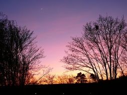purple sunset over the silhouettes of trees