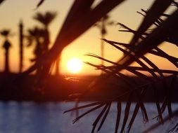 perfect Sunset Palms
