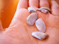 Sea Shell on a hand