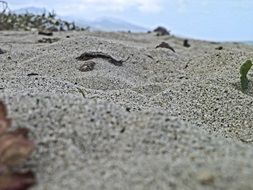 empty grey sand Beach, Philippines, Solarena