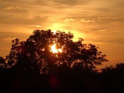the fiery sun behind the tree
