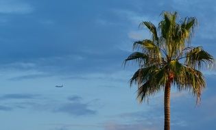 palm tree with green leaves on a background of blue sky with clouds