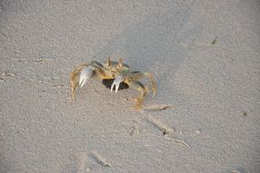 incredibly beautiful Crab