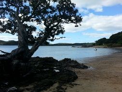 splendid Beach Tree