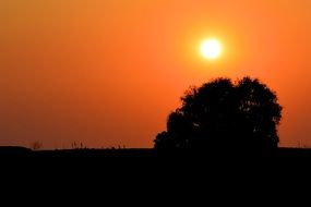 silhouette of a tree at sunset