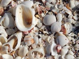 seashells of different sizes on a sandy beach