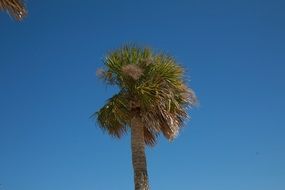 Palm Tree on a beach