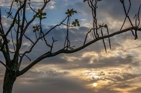 Picture of the tree in the evening