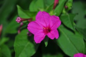 bright purple flower in green leaves