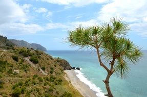 tree on a cliff above the sea coast