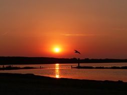 seagull over the coast of the north lake at orange sunset