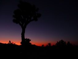 Picture of Yoshuatree at the sunset