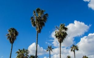 palm trees of makronissos beach