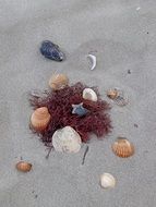 Picture of the shells on a sand beach