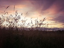 field with grass during sunset