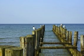 old wooden piles in the Baltic sea