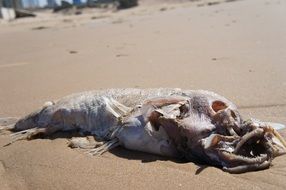 fish mutant on a sandy beach