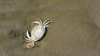 crab corpse on gray wet sand