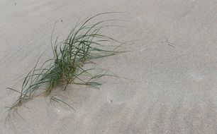green plant in white sand