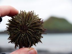 Picture of Sea Urchins