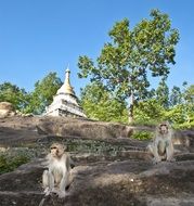 Monkeys in Asia