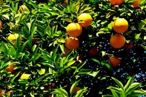 Japanese Oranges