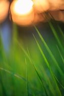 splendid Sunset Grass