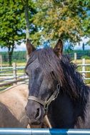 charming Horse Portrait