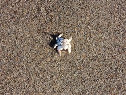 Sand Crab