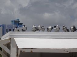 many seagulls on the beach in miami