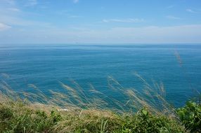 Grass on a sea shore