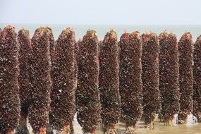 Beach Mussels